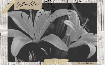 Yellow lilies.